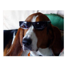 This hound dog is one kool kat post cards