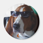 This hound dog is one kool kat refrigerator magnet