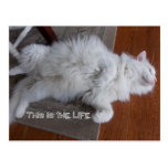 This is LIFE postcard postcards