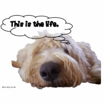 This is the life Goldendoodle dreaming photo sculptures by vlwb34 This is the life Goldendoodle dreaming photo sculptures