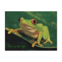 This is the life postcards
