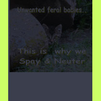 This is why we Spay and Neuter t-shirts