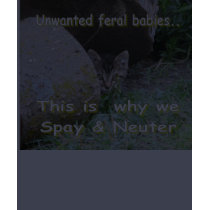 This is why we Spay and Neuter t-shirts by marta13 This is why we Spay and Neuter t-shirts