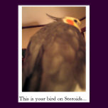 This is your bird on Steroids...