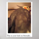 This is your bird on Steroids... posters