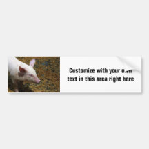 This Little Piggy - Baby Piglet Photo Bumper Stickers