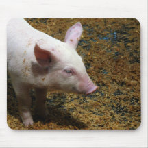 This Little Piggy - Baby Piglet Photo Mousepad