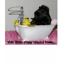 This little piggy stayed home... t-shirts