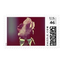 This little rose postage
