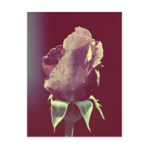This little rose postcards