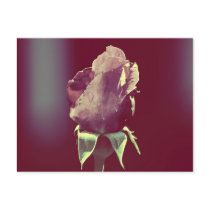 This little rose postcards