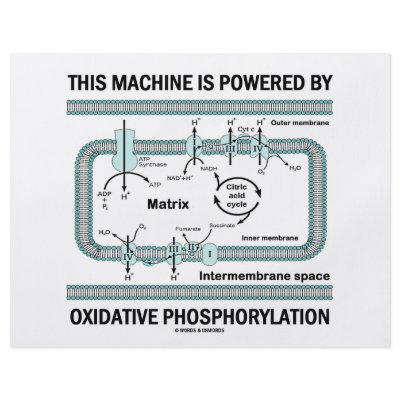 oxidative