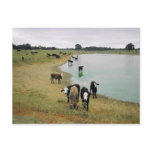 This Town Ain't Big Enough For The Both Of Us Postcards