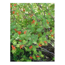 This tree is called Rowan in English (scientific n Postcard