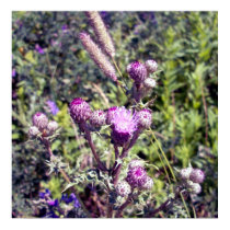 Thistle 1 Poster posters