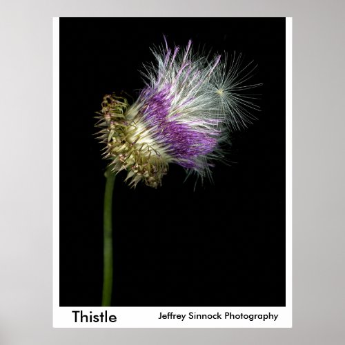 Thistle #6, print