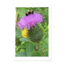 Thistle Bee posters