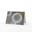 Thistle Blank Note Card