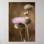 Thistle Blossom Poster