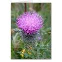 Thistle cards