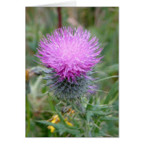 Thistle cards