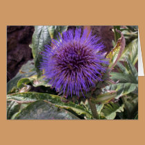 Thistle Card cards