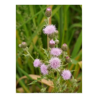 Thistle Flower Macro Thistle Flower Macro