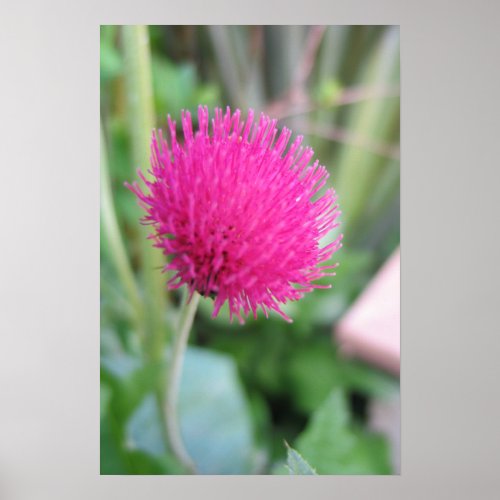 Thistle Flower Print print