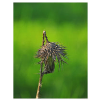 Thistle Flyer