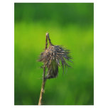Thistle flyers