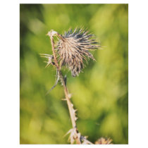 Thistle Flyer Design