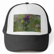 Thistle hats