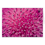 Thistle head, macro  flowers card