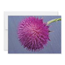 Thistle in bloom  flowers custom announcement