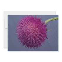 Thistle in bloom announcements