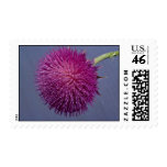 Thistle in bloom stamps