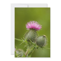 Thistle Invitation