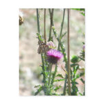 Thistle Love Post Cards