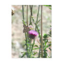 Thistle Love postcards by Killlashandra Thistle Love postcards