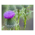 Thistle Photo Print