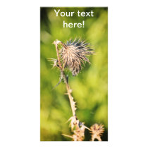 Thistle Photo Greeting Card