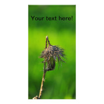 Thistle Custom Photo Card