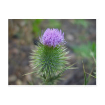 thistle postcards