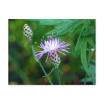 Thistle postcards