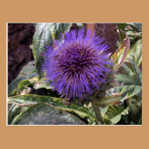 Thistle Postcard postcards