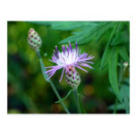 Thistle Postcards