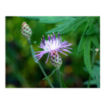 Thistle postcards