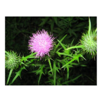 Thistle posters