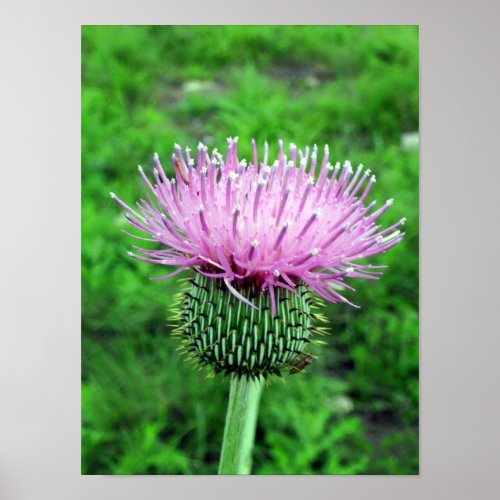 Thistle Poster print