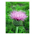 Thistle Poster posters